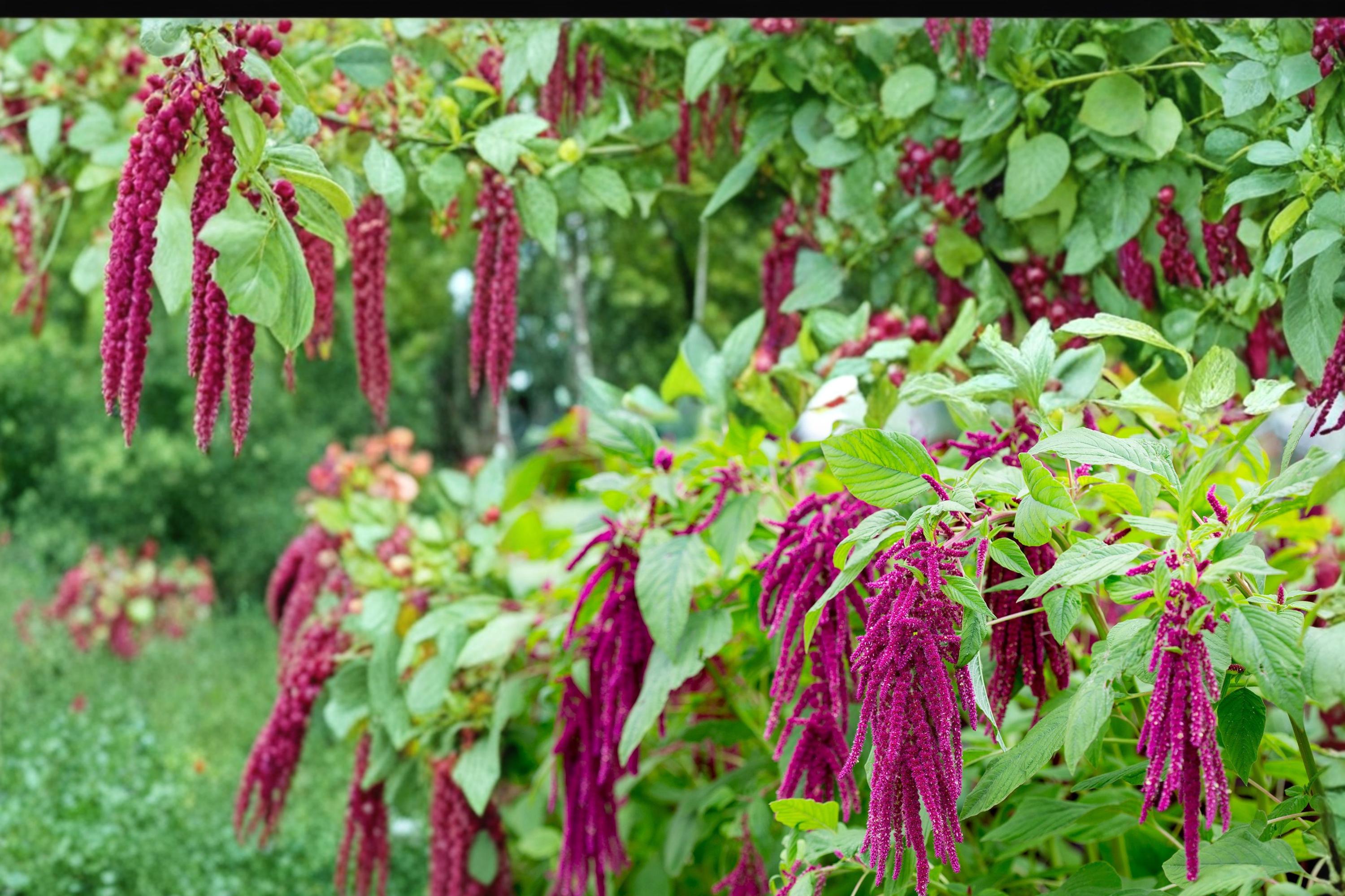 Love Lies Bleeding Seeds – Amaranthus caudatus – Deep Red Cascading Tassels, Annual Garden Flower Seed
