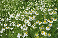 German Chamomile Seeds – Matricaria recutita, Herbaceous Annual with White Daisy Flowers, Fine Foliage, Perfect for Herb Gardens