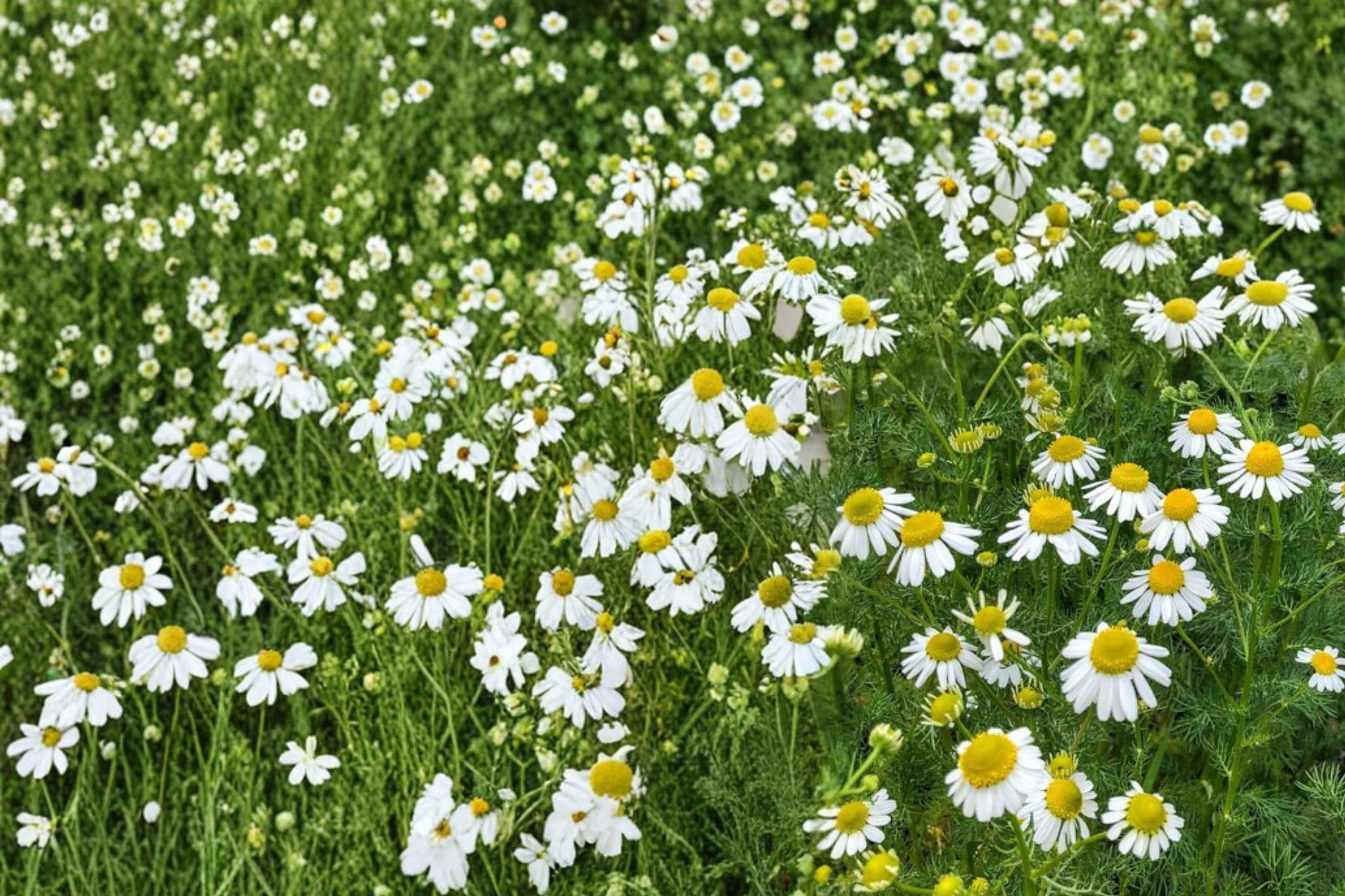 German Chamomile Seeds – Matricaria recutita, Herbaceous Annual with White Daisy Flowers, Fine Foliage, Perfect for Herb Gardens