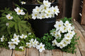 Canada Anemone Seeds – Anemone canadensis, White Wildflower, Perennial for Meadow & Woodland Gardens, Native Herbaceous Plant