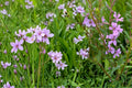 Winged Loosestrife Seeds 1000 – Lythrum alatum Native Perennial for Wetlands & Meadows