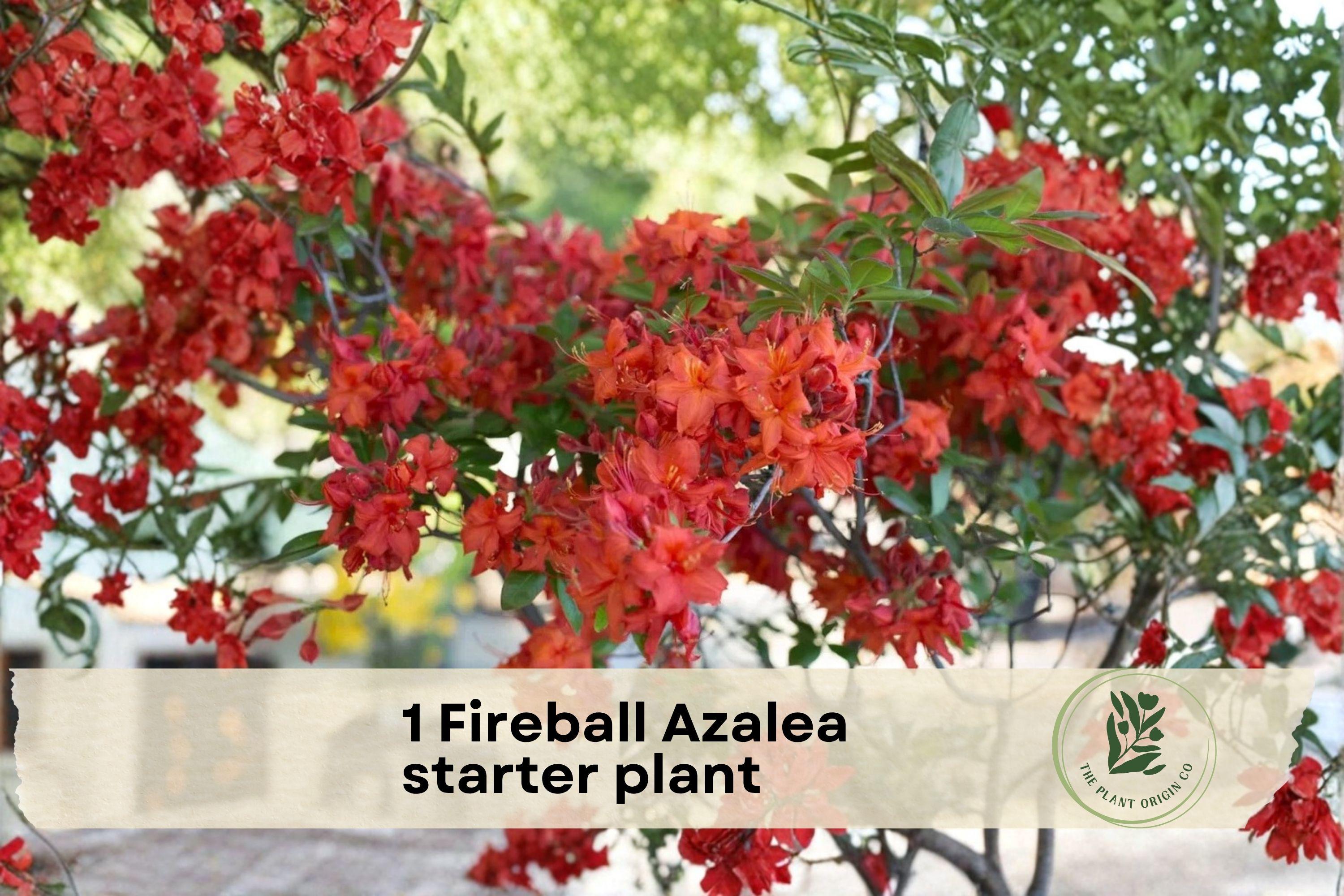 Fireball Azalea Starter Plant, Rhododendron spp., Compact Flowering Shrub for Garden Beds & Borders