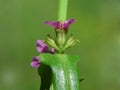 Scarlet Toothcup Seeds – Heirloom Non-GMO Wildflower for Wetland Gardens – Ammannia coccinea, Native Plant Seed Pack
