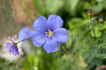 Blue Flax Seeds (Linum perenne) - Drought Tolerant Perennial with Sky-Blue Flowers for Wildflower Gardens, Borders & Pollinator Attracting