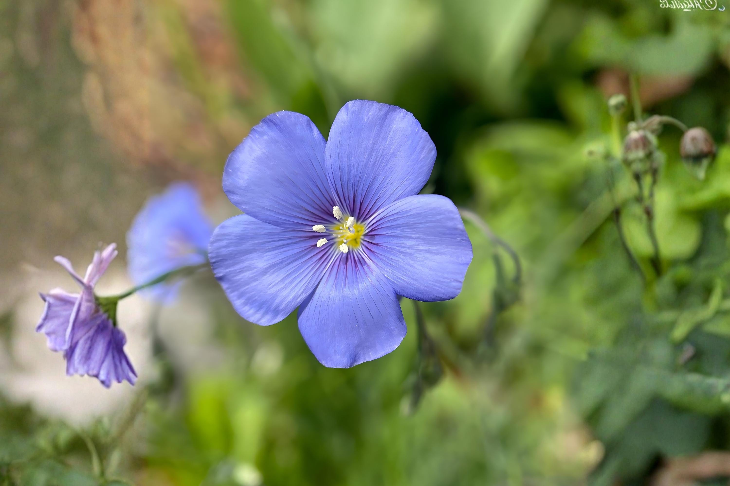 Blue Flax Seeds (Linum perenne) - Drought Tolerant Perennial with Sky-Blue Flowers for Wildflower Gardens, Borders & Pollinator Attracting