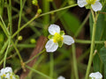 Alisma triviale Seeds – Large-Flowered Water Plantain Native Aquatic Plant Heirloom Non-GMO (300 Seeds)