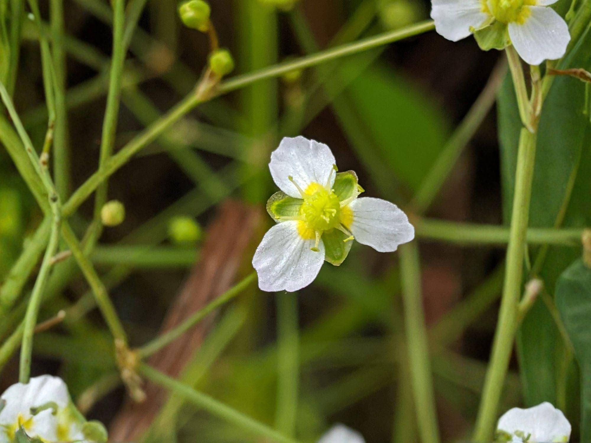 Alisma triviale Seeds – Large-Flowered Water Plantain Native Aquatic Plant Heirloom Non-GMO (300 Seeds)