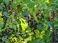 Wild Black Cherry Fruit Tree – 2 Bare Root Plants, Prunus serotina, Edible Dark Cherries, Native North American Deciduous Tree