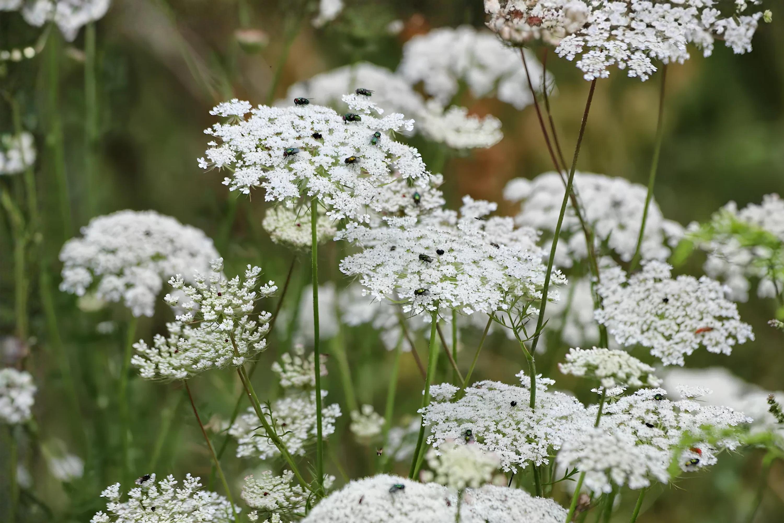 Bishop’s Flower Seeds, Ammi Majus, Heirloom White Lace-like Blooms, Cottage Garden, Cut Flower, Pollinator-Friendly, 100 Seeds
