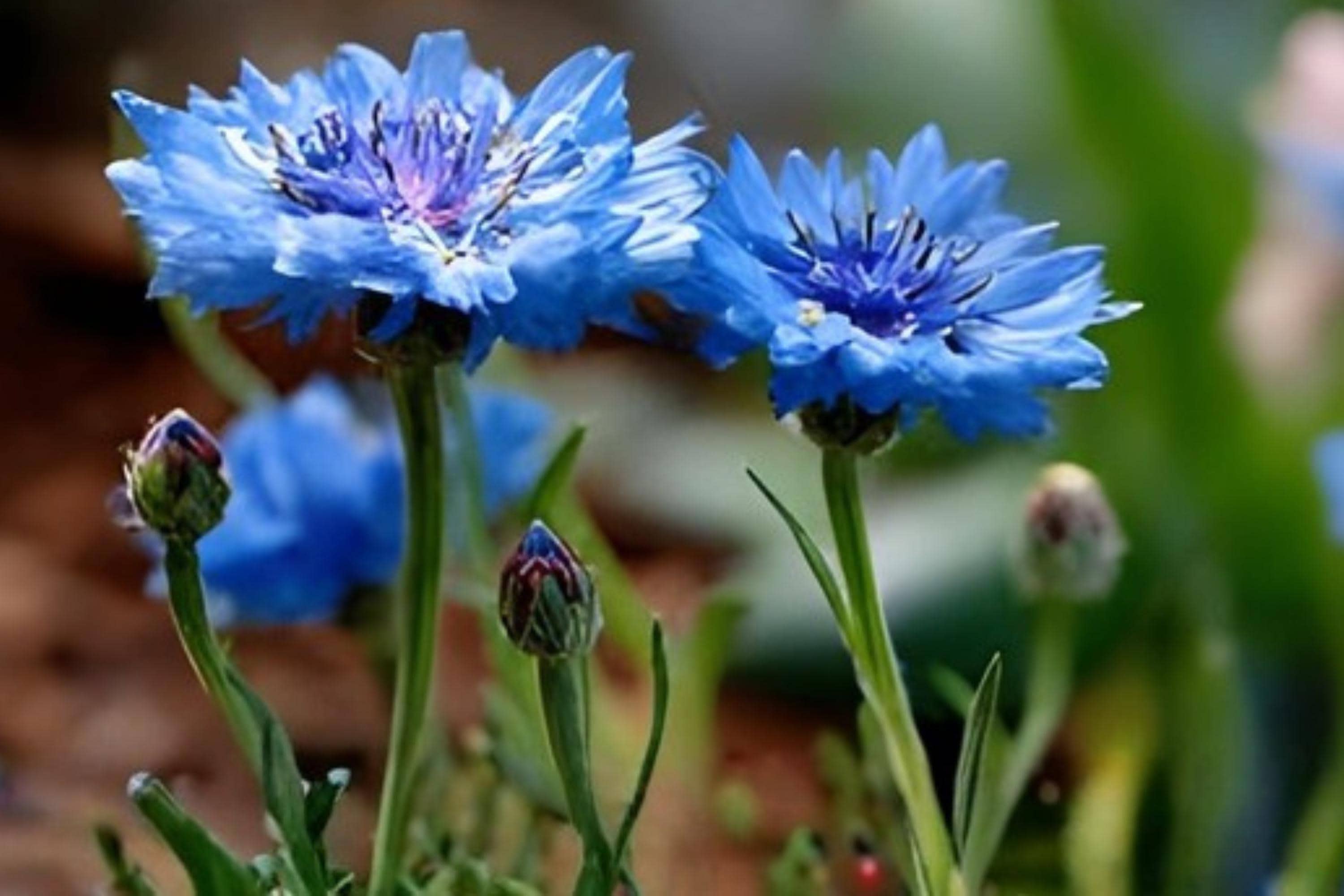 Blue Bachelor’s Button Seeds, Cornflower Seeds, Vibrant Blue Blooms, Centaurea cyanus, Cottage Garden, Wildflower Meadow, Cut Flowers