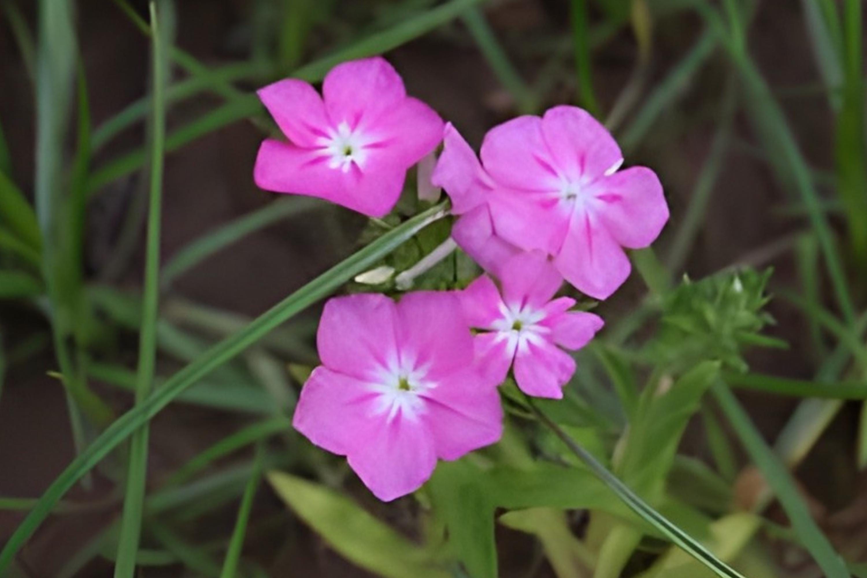 Annual Phlox Seeds - Bright Colorful Clusters, Easy to Grow, Pollinator-Friendly, Phlox drummondii, 100 Seeds