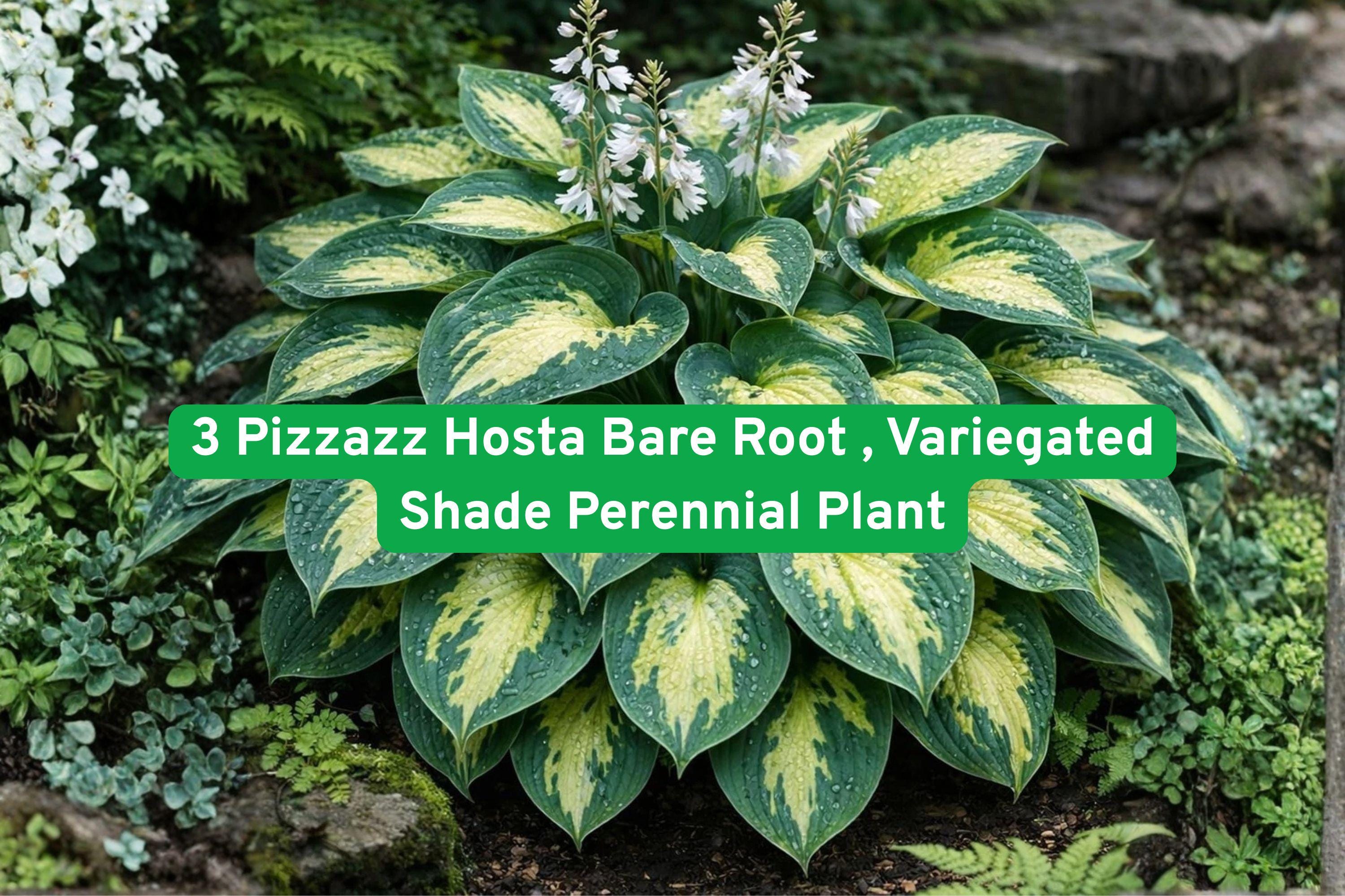 Pizzazz Hosta Bare Root 3 Pack – Variegated Shade Perennial with Lavender Flowers, Green & Cream Foliage, Hosta spp.