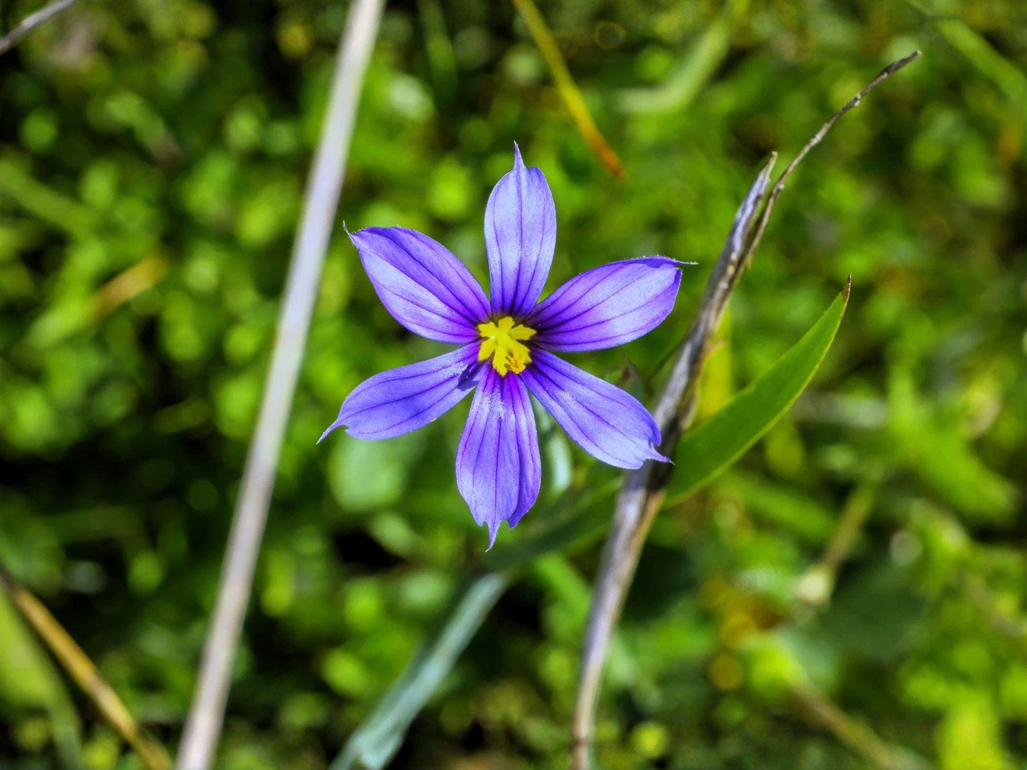 Western Blue Eyed Grass Seeds - California Native Wildflower - Sisyrinchium bellum - Non-GMO, Heirloom, Native Garden Flower