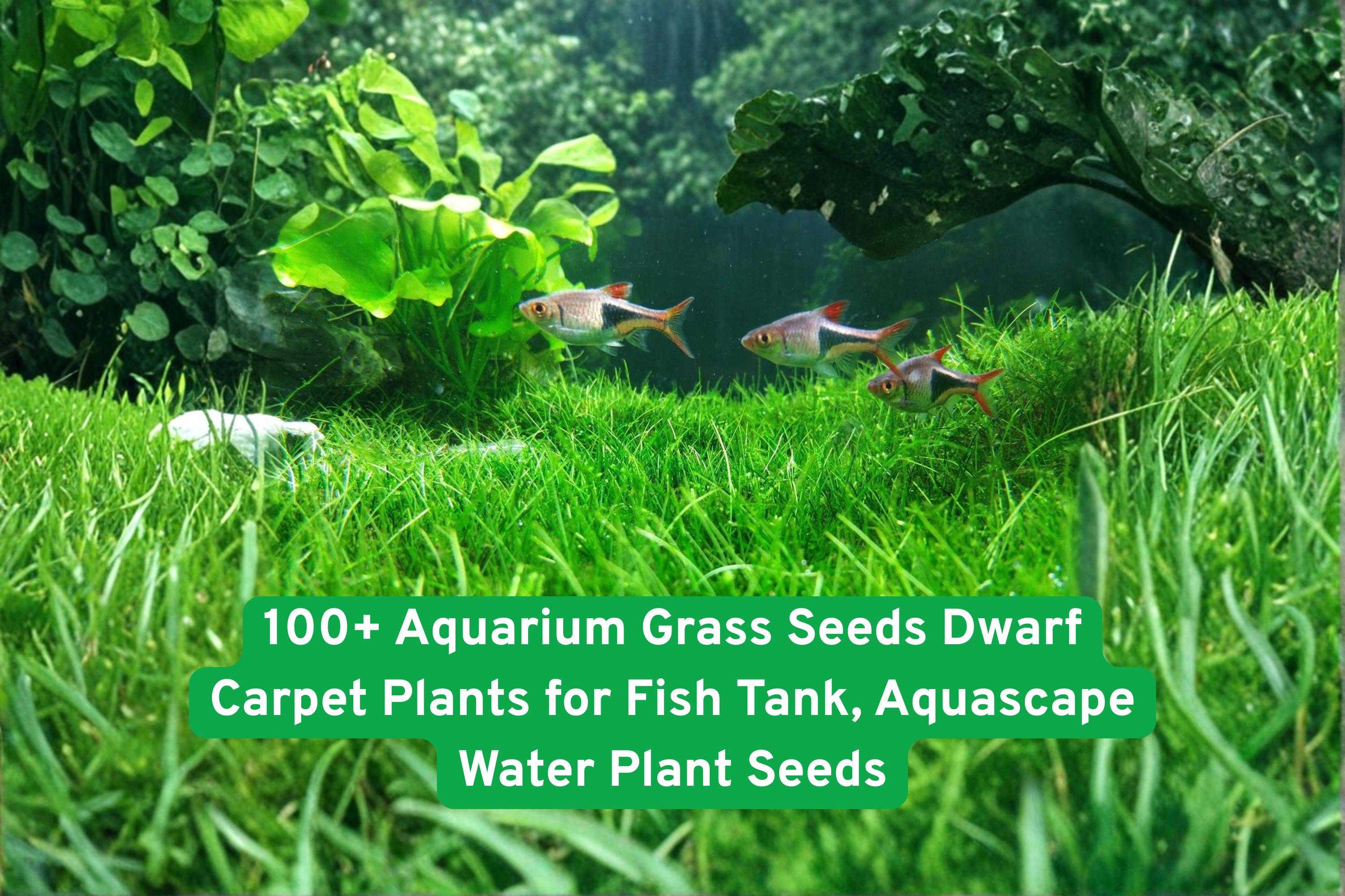 100+ Dwarf Aquarium Grass Seeds for Fish Tank, Aquascaping Water Plant, Freshwater Carpet Grass, Easy to Grow