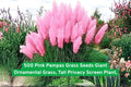 Pink Pampas Grass Seeds | Ornamental Tall Grass for Privacy Screens & Landscaping | Cortaderia selloana