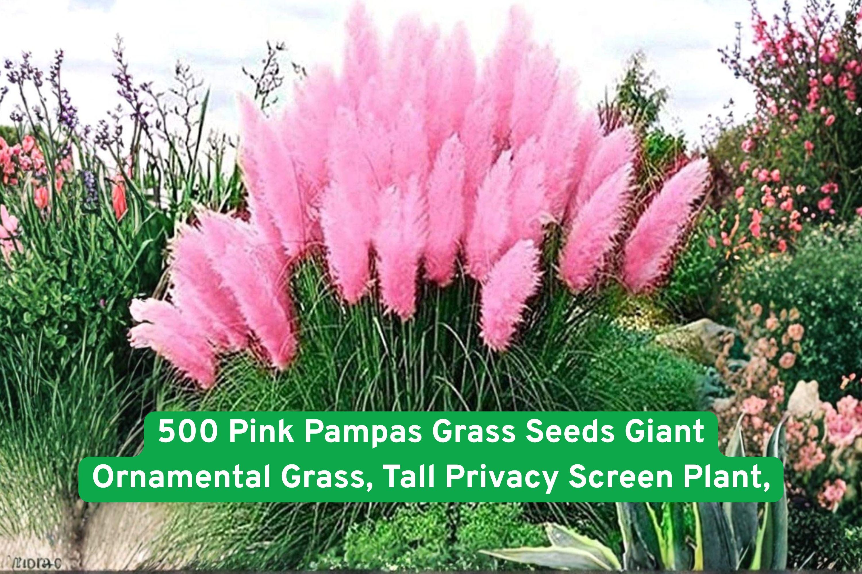Pink Pampas Grass Seeds | Ornamental Tall Grass for Privacy Screens & Landscaping | Cortaderia selloana