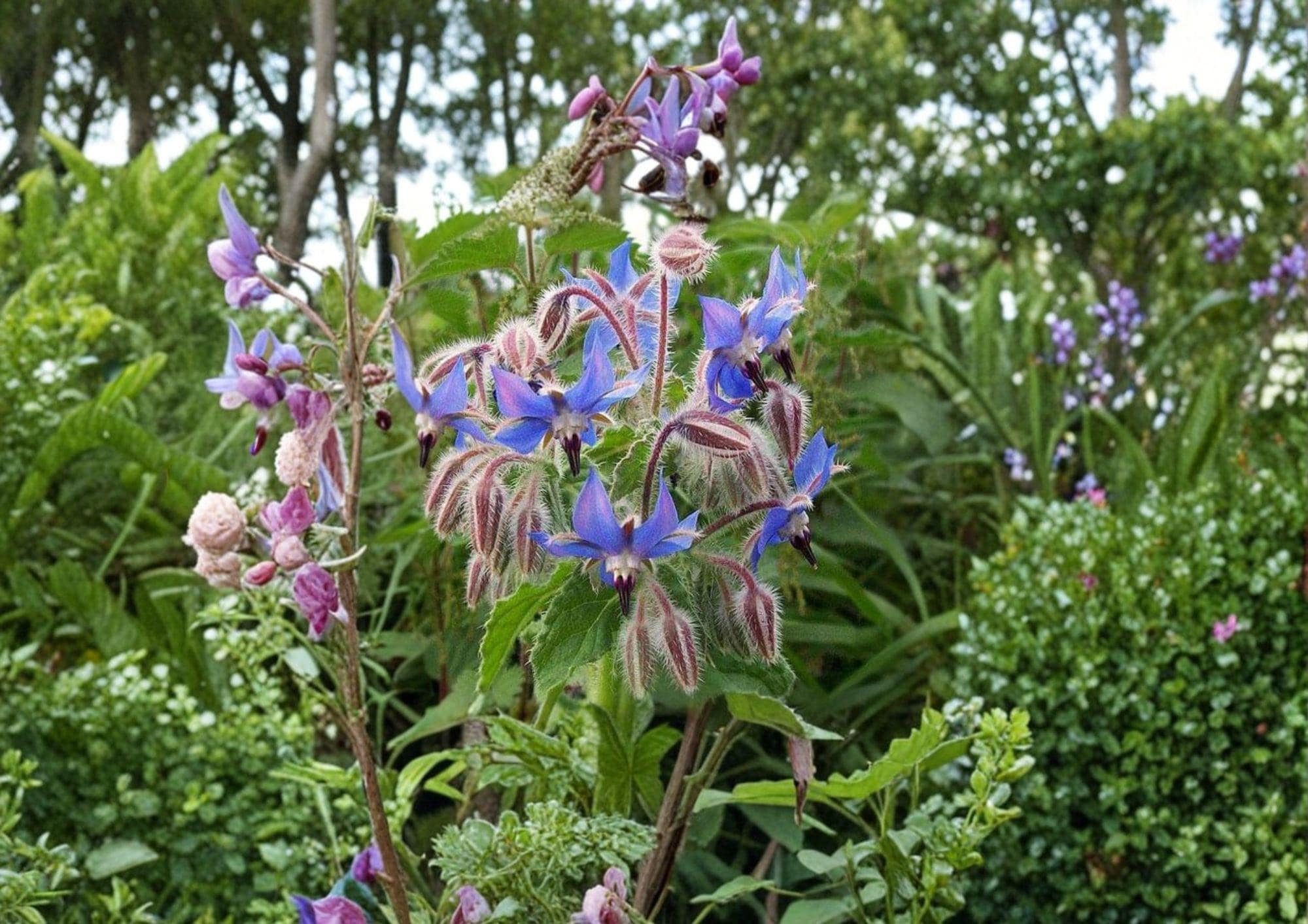 100+ Borage Herb Seeds – Non-GMO Edible Blue Flowers, Pollinator-Friendly, Heirloom Medicinal Herb for Garden Planting
