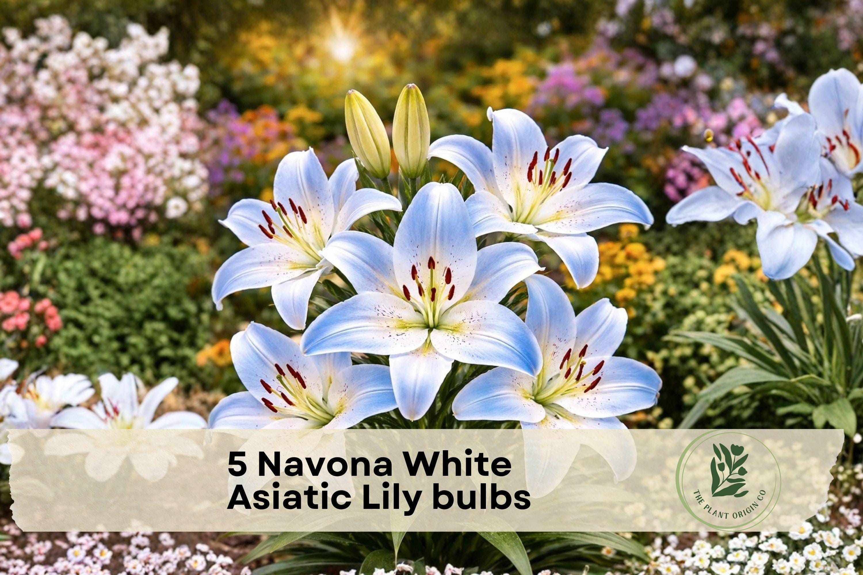 Navona White Asiatic Lily Bulbs - Pure White Perennial Flower Bulbs for Garden Beds & Borders - Lilium asiaticum