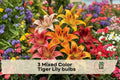 Mixed Color Tiger Lily Bulbs, Perennial Flower Bulbs, Vibrant Orange, Yellow, Red, Pink, White, Lilium lancifolium