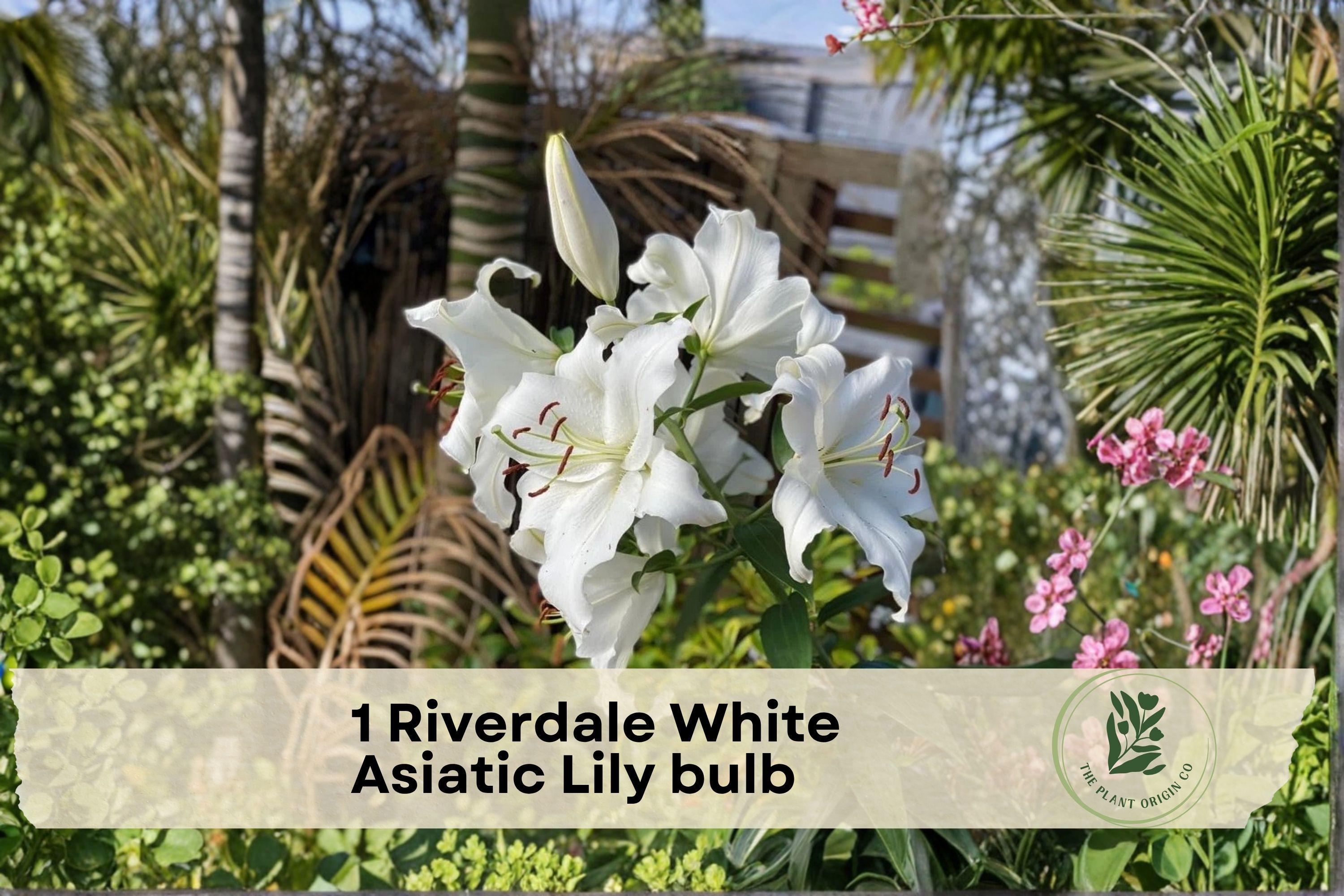 White Asiatic Lily Bulb – Riverdale White Lilium asiaticum, Perennial Flower for Garden Beds & Borders