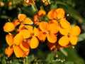 Siberian Wallflower Seeds | Erysimum cheiri Orange Flowers | Garden Border & Container Planting | 100 Seeds