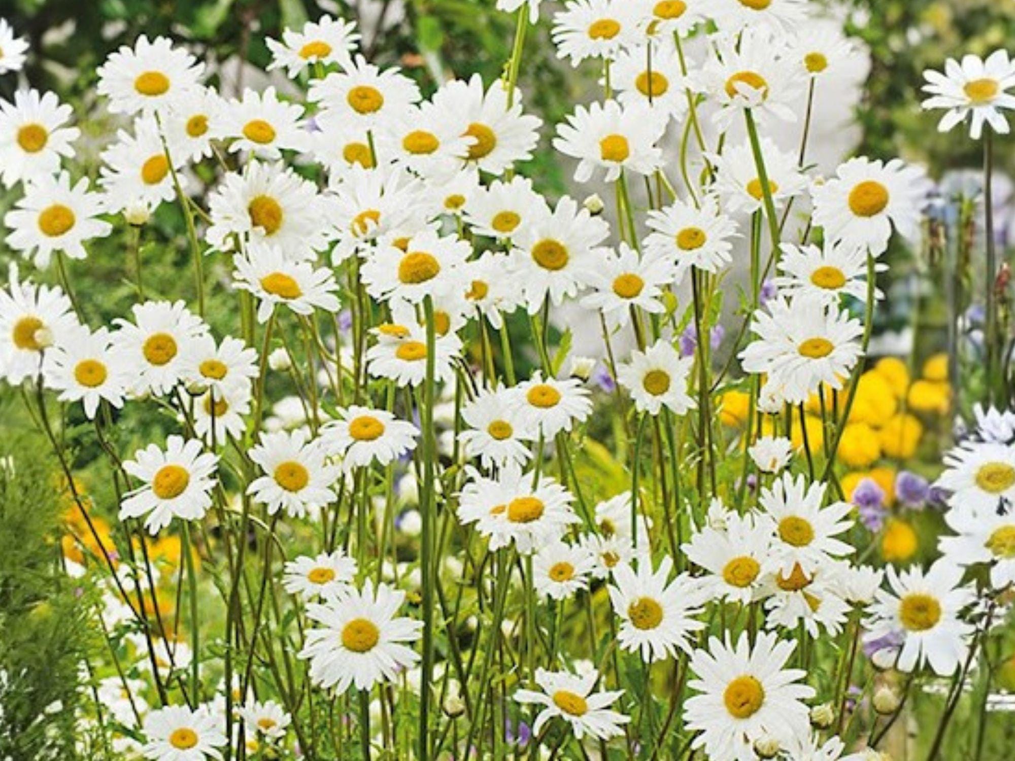 Oxeye Daisy Seeds, White Flower, Leucanthemum vulgare, Perennial Garden Flower, Wildflower Seeds, 100 Seeds