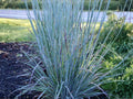 Schizachyrium scoparium Little Bluestem Native Prairie Grass Seeds – Heirloom, Non-GMO, Ornamental Garden Plant, Drought Tolerant