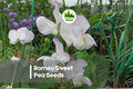 Romeo Sweet Pea Seeds, Climbing Flower, Deep Red, Lathyrus odoratus, Fragrant Annual for Trellises & Bouquets