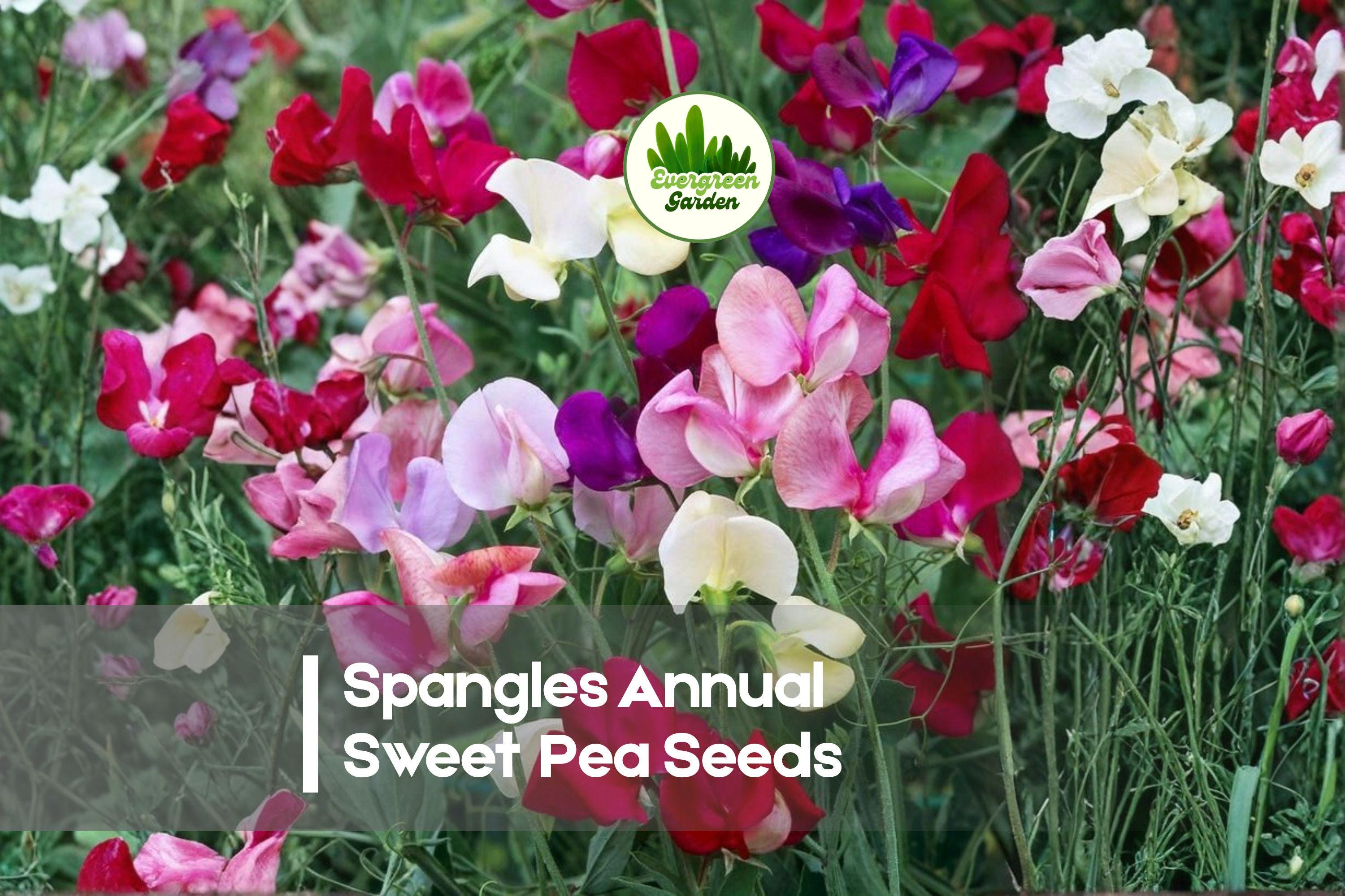 50 Spangles Sweet Pea Seeds, Annual Climbing Flower, Multicolored Fragrant Blooms, Lathyrus odoratus for Trellises & Borders