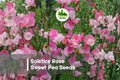 Solstice Rose Sweet Pea Seeds – Fragrant Climbing Flowering Vine, Rose Pink, Lathyrus odoratus, Cottage Garden, Trellis, Cut Flower