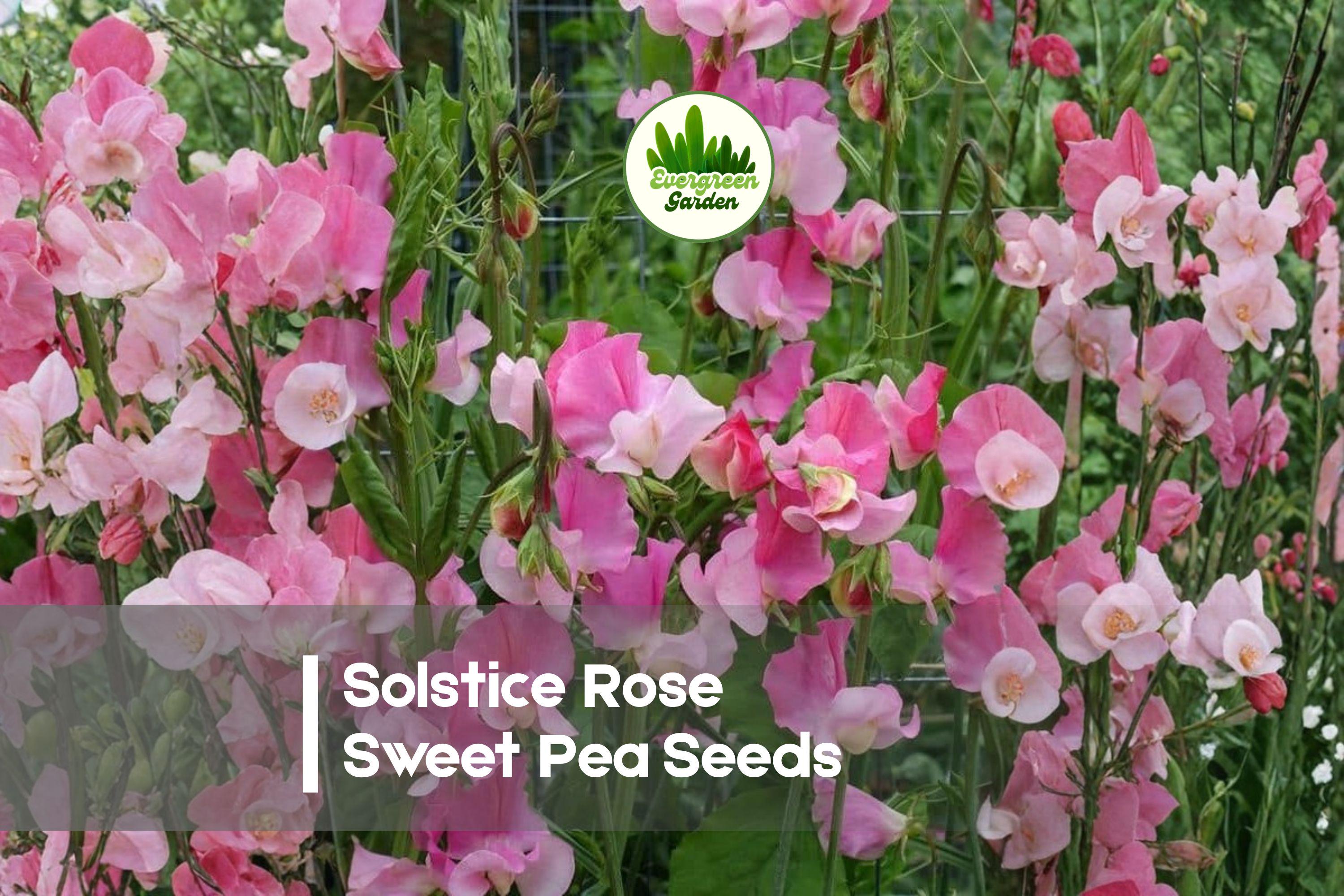 Solstice Rose Sweet Pea Seeds – Fragrant Climbing Flowering Vine, Rose Pink, Lathyrus odoratus, Cottage Garden, Trellis, Cut Flower