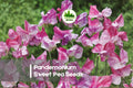 50 Pandemonium Sweet Pea Seeds, Fragrant Climbing Flower, Ruffled Petals, Lathyrus odoratus, Cottage Garden, Pollinator-Friendly