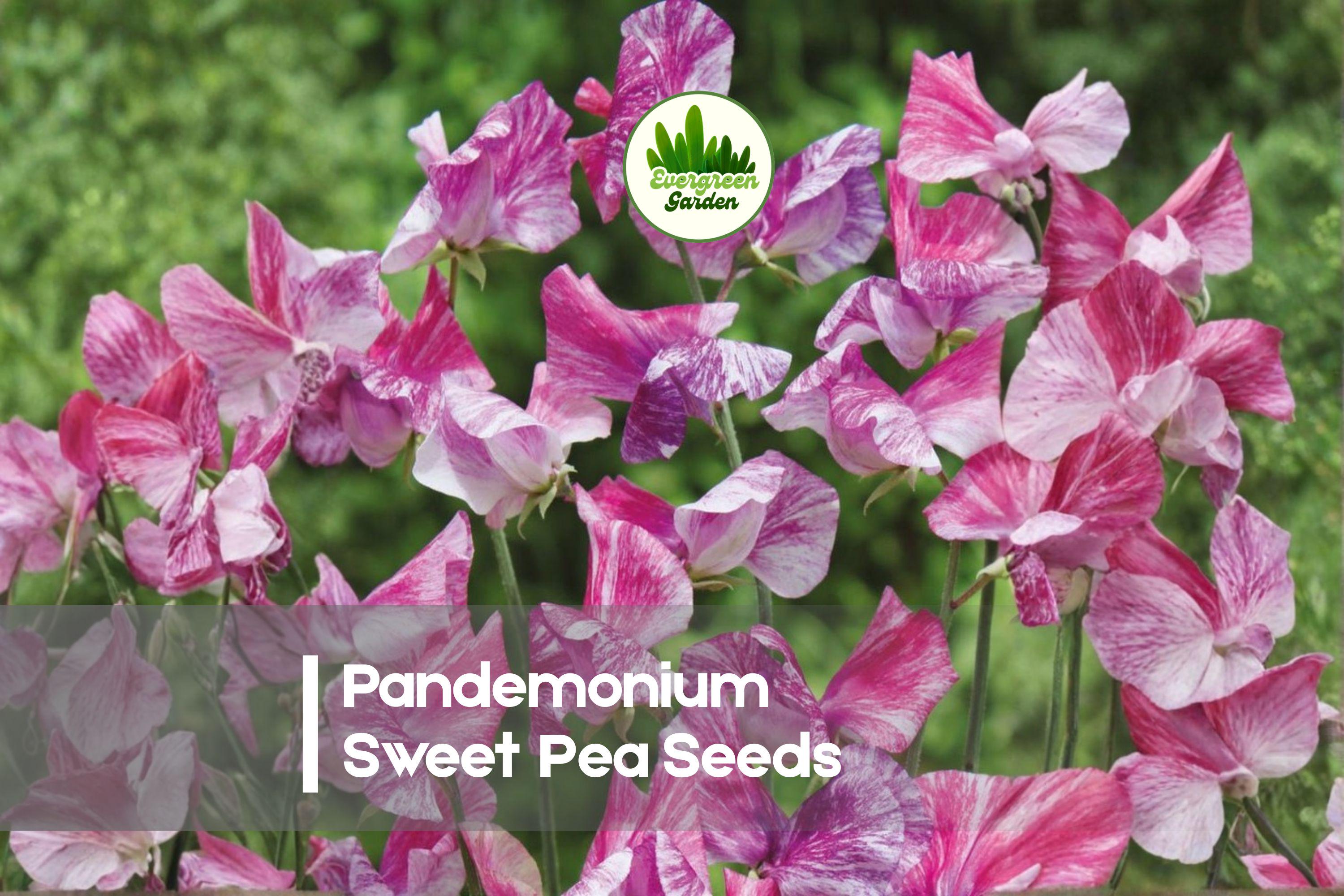 50 Pandemonium Sweet Pea Seeds, Fragrant Climbing Flower, Ruffled Petals, Lathyrus odoratus, Cottage Garden, Pollinator-Friendly