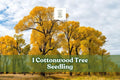 Cottonwood Tree Seedling | Populus deltoides | Fast-Growing Shade Tree for Landscaping & Yard
