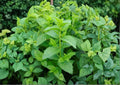 Spearmint Seeds, 500+ Non-GMO Heirloom Mentha spicata, Aromatic Culinary Herb, Perennial Mint for Herb Gardens & Containers
