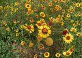 Yellow Gaillardia Seeds, Perennial Wildflower, Drought Tolerant, Pollinator Garden, Gaillardia aristata, Heirloom Non-GMO