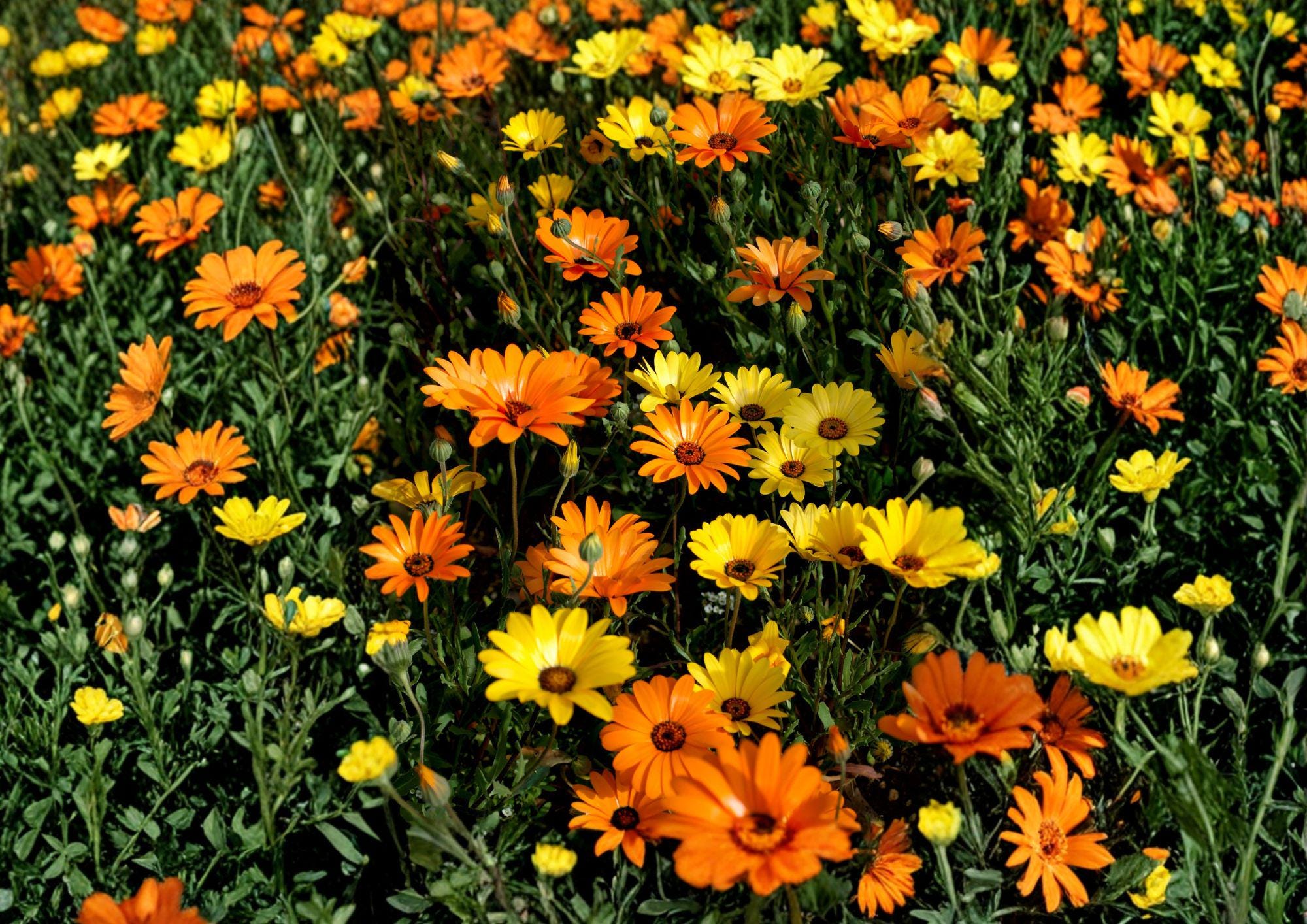 50 African Daisy Seeds, Dimorphotheca Sinuata, Bright Colorful Blooms, Heirloom Non-GMO Annual Flower, Garden Planting Seeds