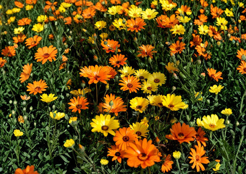 50 African Daisy Seeds, Dimorphotheca Sinuata, Bright Colorful Blooms, Heirloom Non-GMO Annual Flower, Garden Planting Seeds