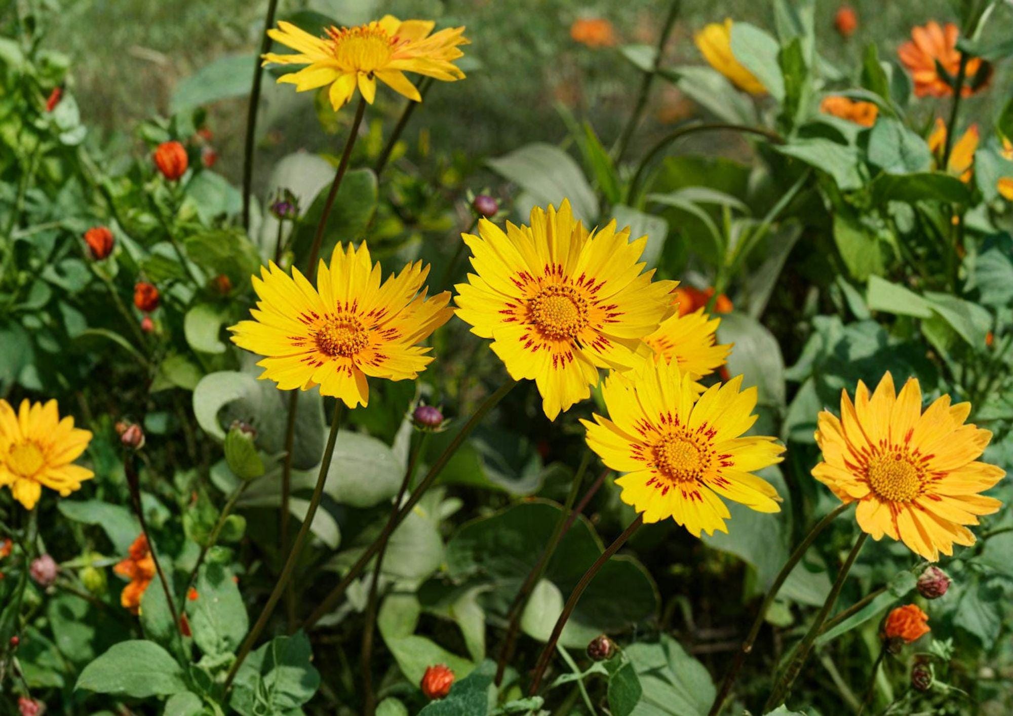 Picta Tickseed Seeds, Coreopsis nuecensis, Wildflower Perennial, Heirloom Non-GMO, Pollinator Garden Seeds, Yellow Red Blooms