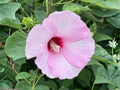 Hibiscus moscheutos Seeds – Heirloom Swamp Rose Mallow Native Flower Garden Planting, Large Blooming Perennial