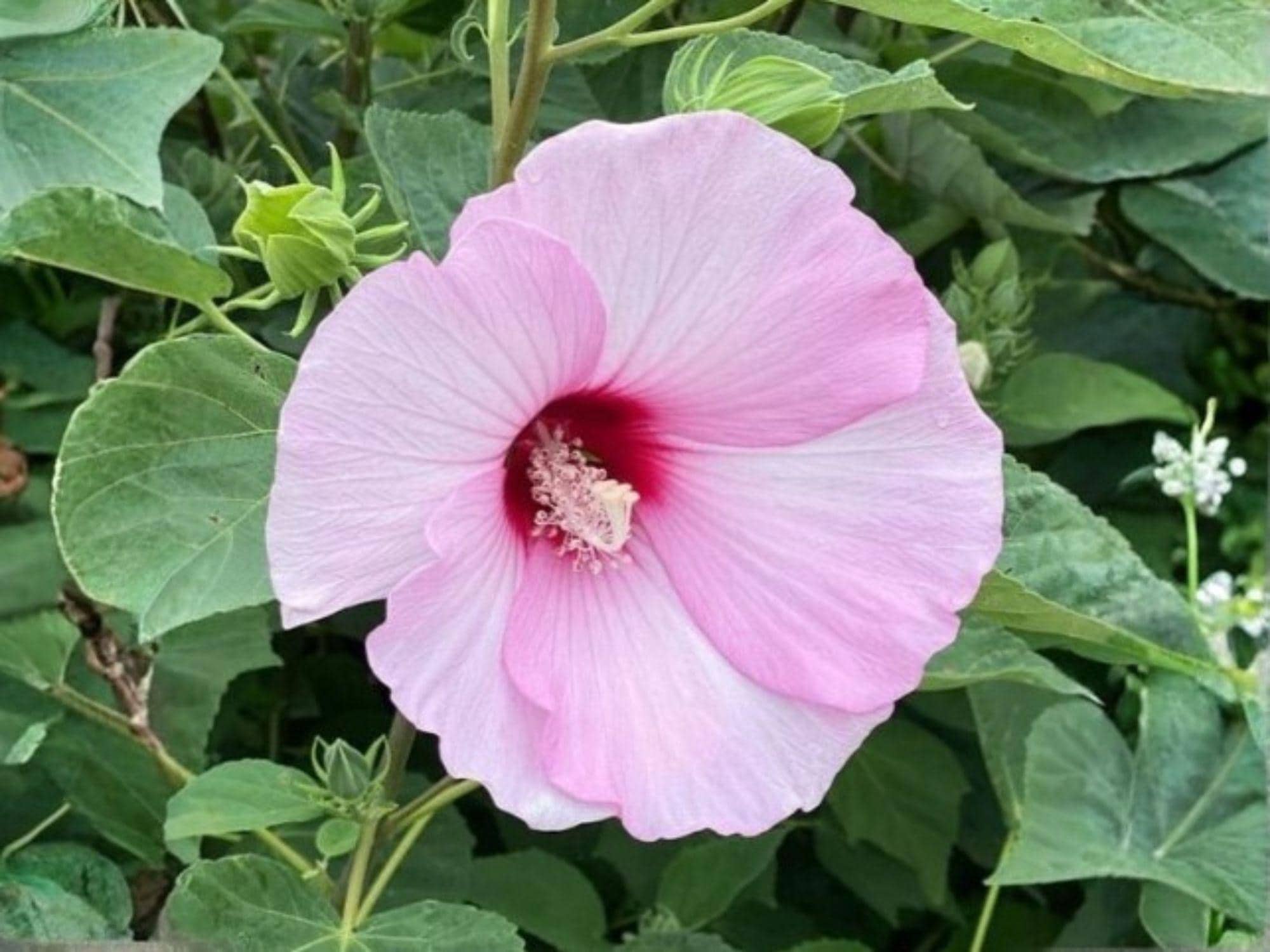 Hibiscus moscheutos Seeds – Heirloom Swamp Rose Mallow Native Flower Garden Planting, Large Blooming Perennial