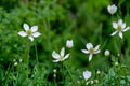 Tall Thimbleweed Seeds – Anemone virginiana, Native Perennial with White Flowers & Seed Heads, Prairie & Woodland Garden Plant