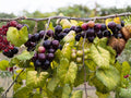 Muscadine Grape Live Plants – Bare Root Climbing Fruit Vines – Vitis rotundifolia – Edible Backyard Garden Plants