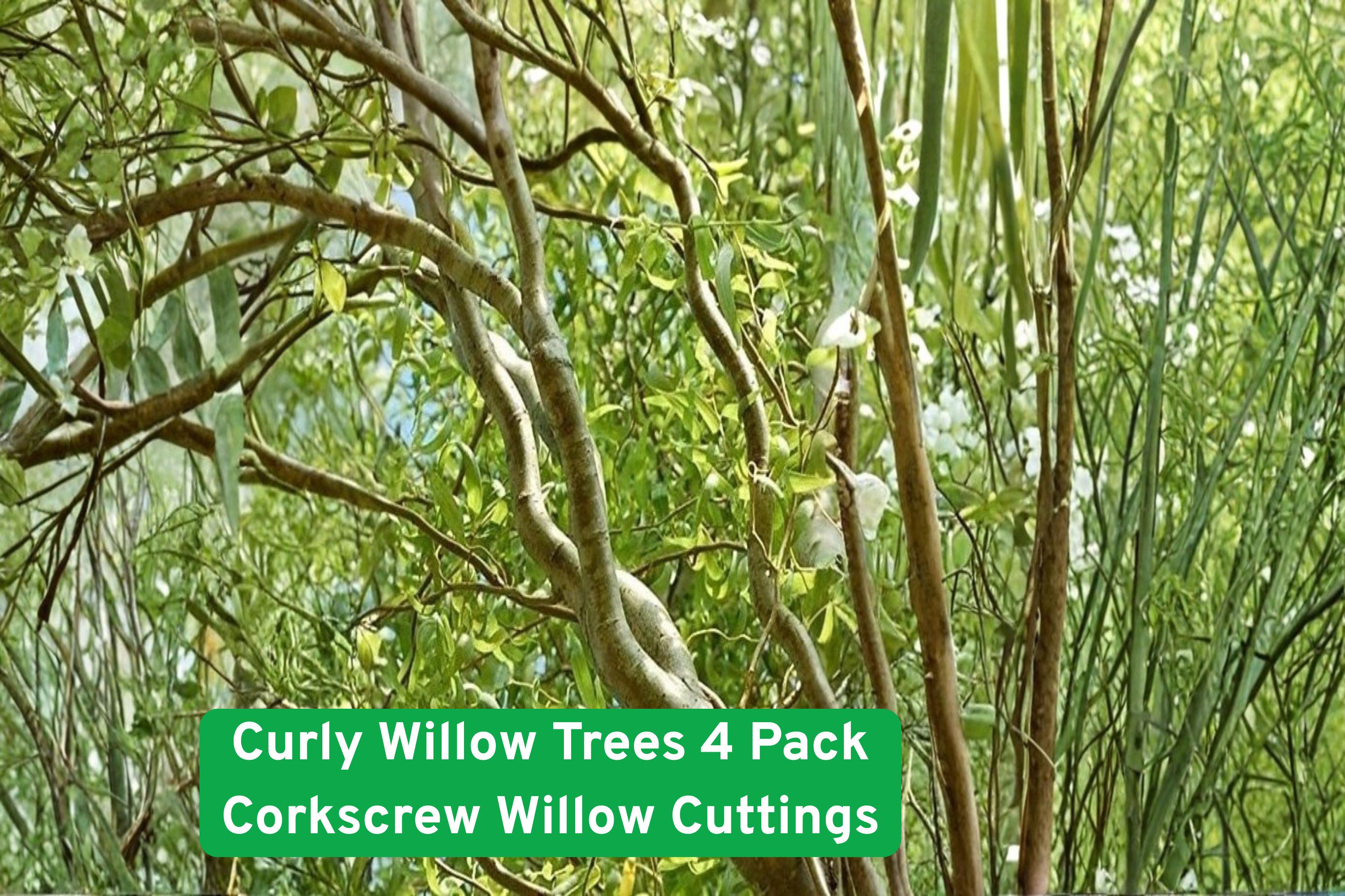 Curly Willow Tree Cuttings 4 Pack | Corkscrew Willow Salix matsudana ‘Tortuosa’ | Ornamental Twisted Branches for Landscaping & Bonsai