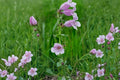 Showy Beardtongue Seeds – Penstemon cobaea Herbaceous Perennial with Pale Pink to Lavender Flowers for Prairie and Garden Planting