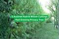 Fast Growing Austree Hybrid Willow Cuttings for Privacy, Windbreak & Erosion Control | Salix spp.