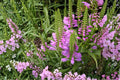 Obedient Plant Seeds – Physostegia virginiana – Pink to Lavender Perennial Flower for Borders & Meadows