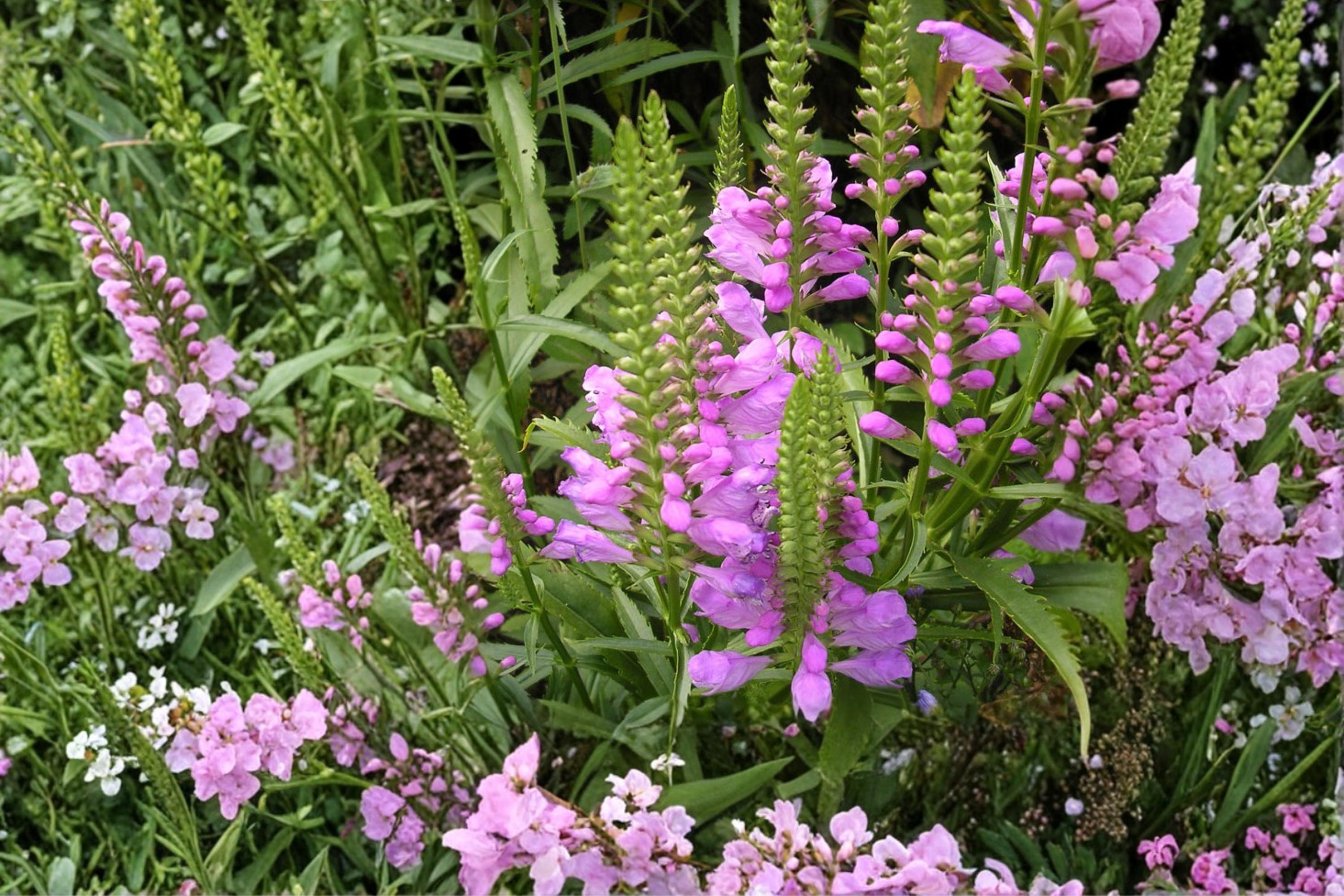 Obedient Plant Seeds – Physostegia virginiana – Pink to Lavender Perennial Flower for Borders & Meadows
