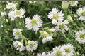 Starry Campion Seeds 100 – Silene stellata Native Perennial with White Star-Shaped Flowers for Shade Gardens