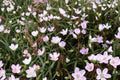 Spring Beauty Seeds – Claytonia virginica, Native Perennial with White to Pale Pink Flowers, Woodland & Shade Garden Plant